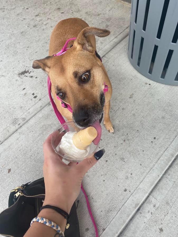 Enlarge Zoe, a Adoptable mixed breed in Bloomington, IN image 6/6