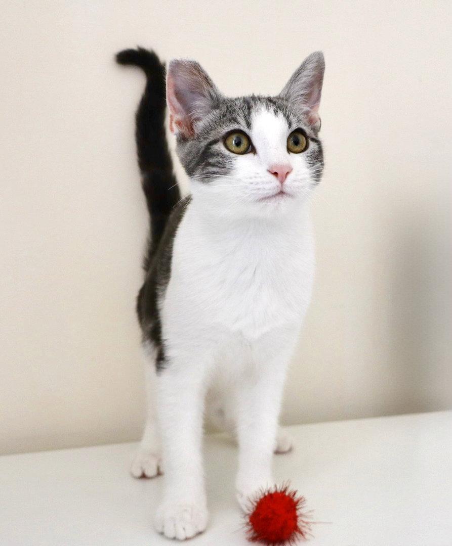 Mary Paige, Adoptable, Kitten Female Tabby.