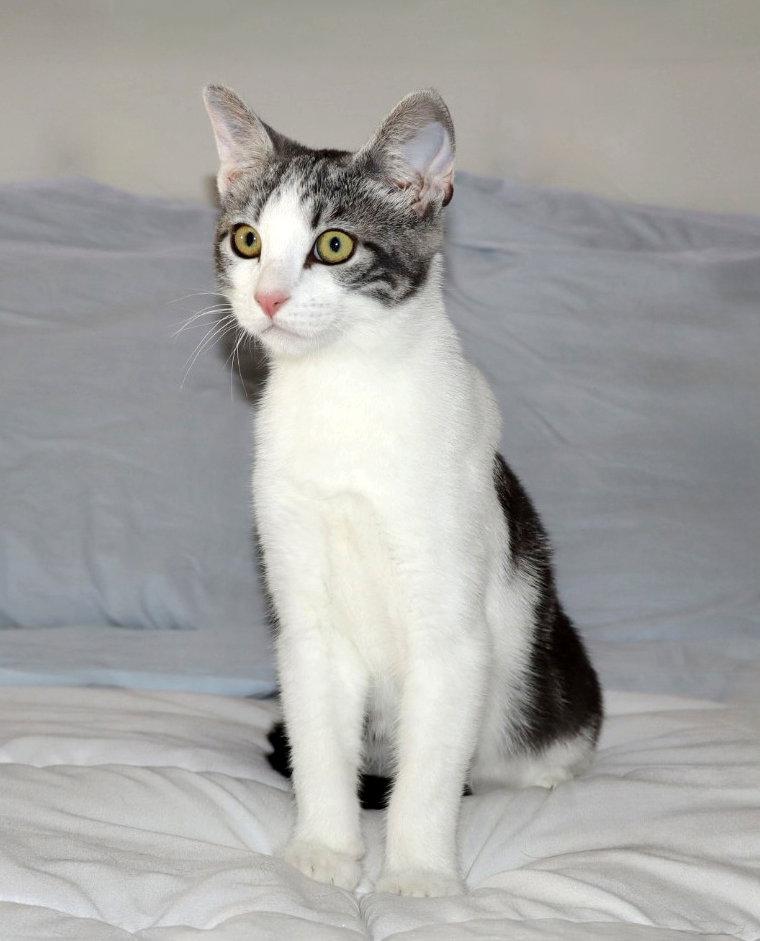 Enlarge Mary Paige, a Adoptable Tabby in Alameda, CA image 2/3