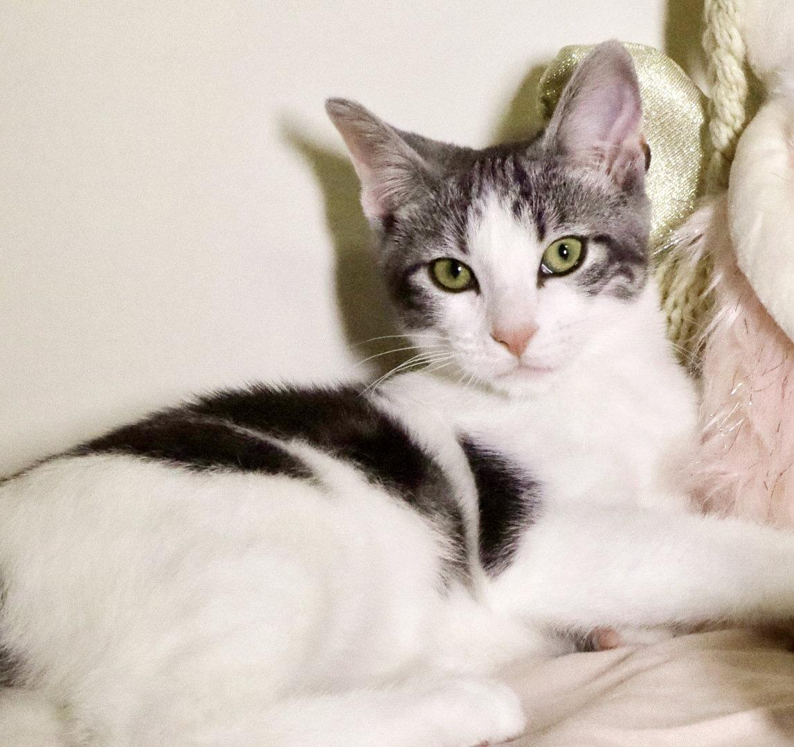 Enlarge Mary Paige, a Adoptable Tabby in Alameda, CA image 3/3