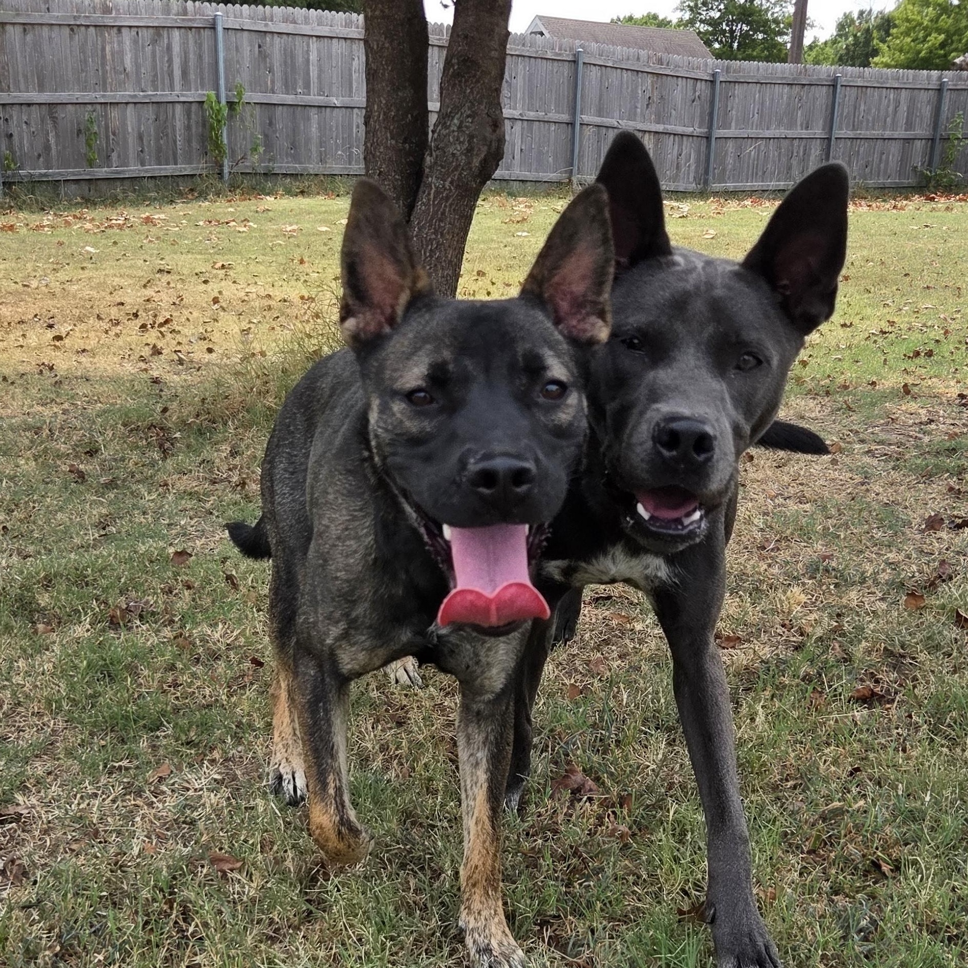 Enlarge Dax, a Adoptable mixed breed in Owasso, OK image 1/6