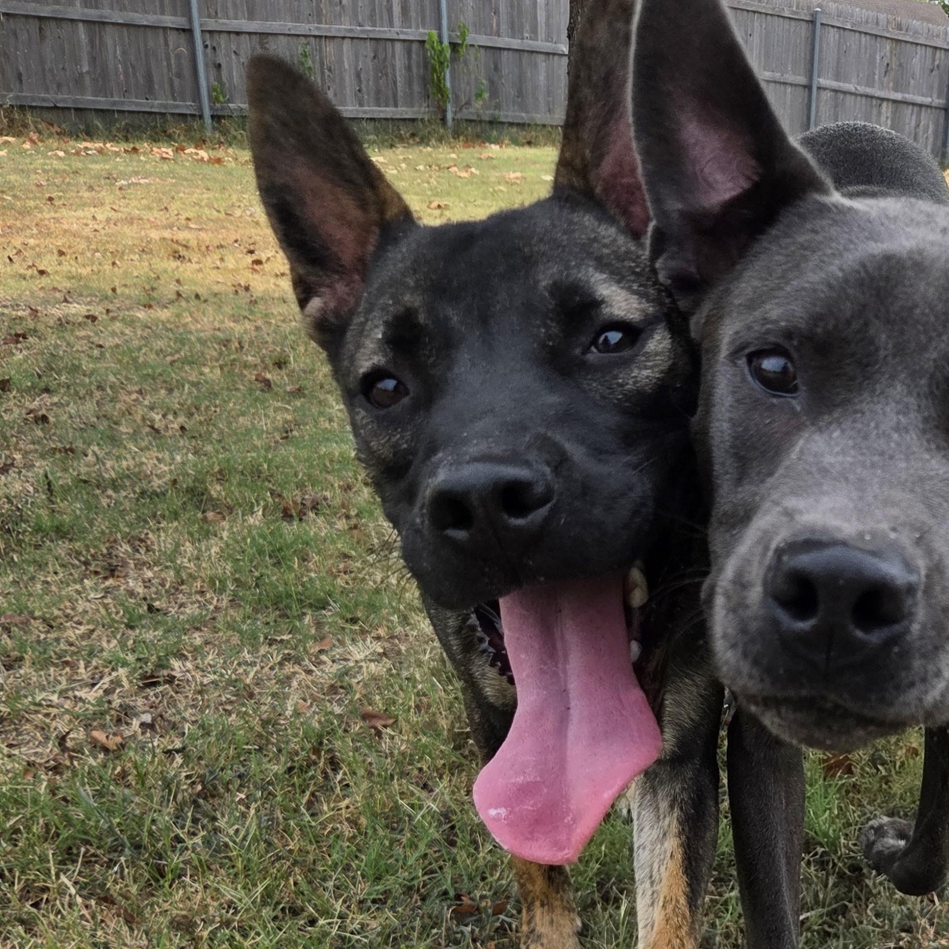 Enlarge Dax, a Adoptable mixed breed in Owasso, OK image 2/6