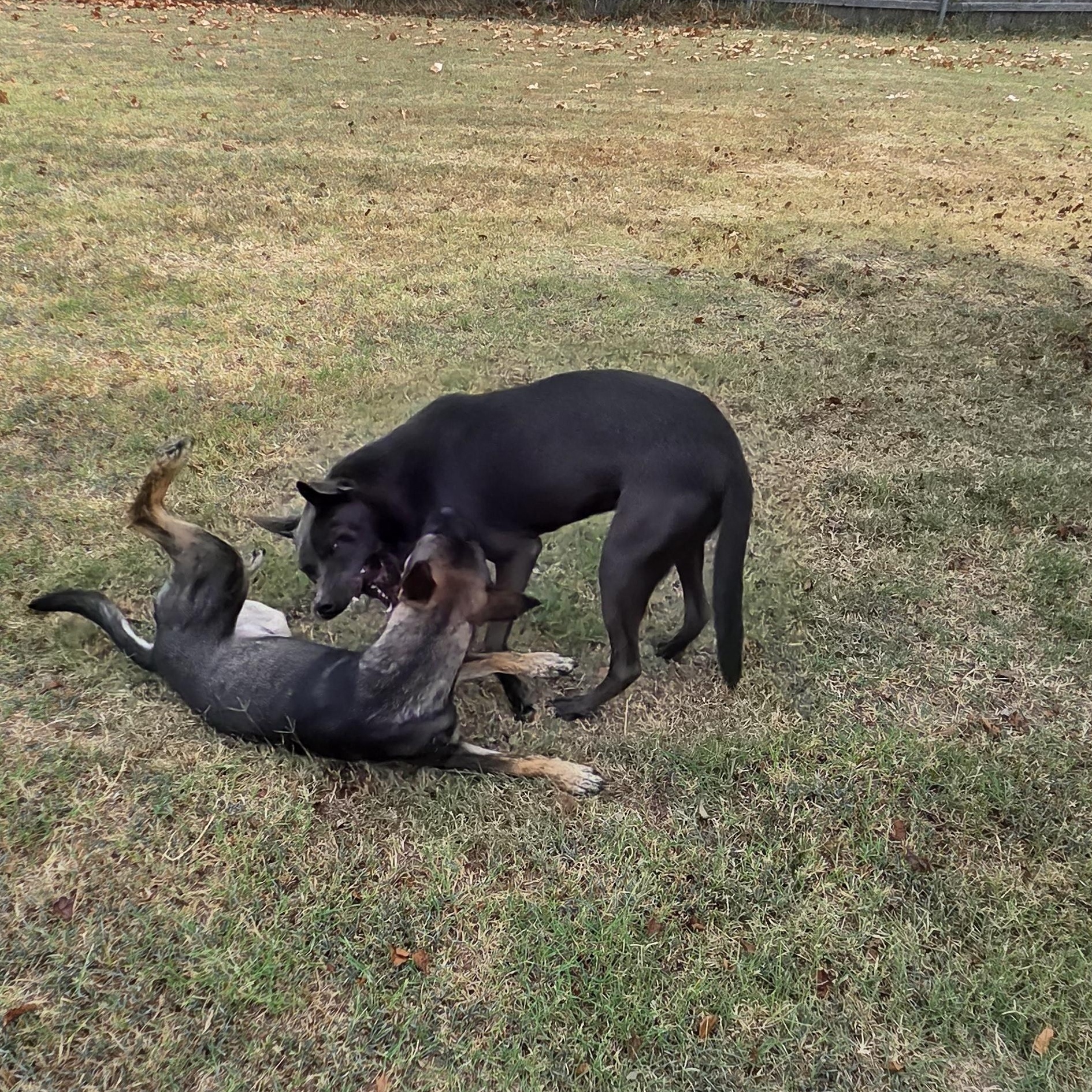 Enlarge Dax, a Adoptable mixed breed in Owasso, OK image 6/6
