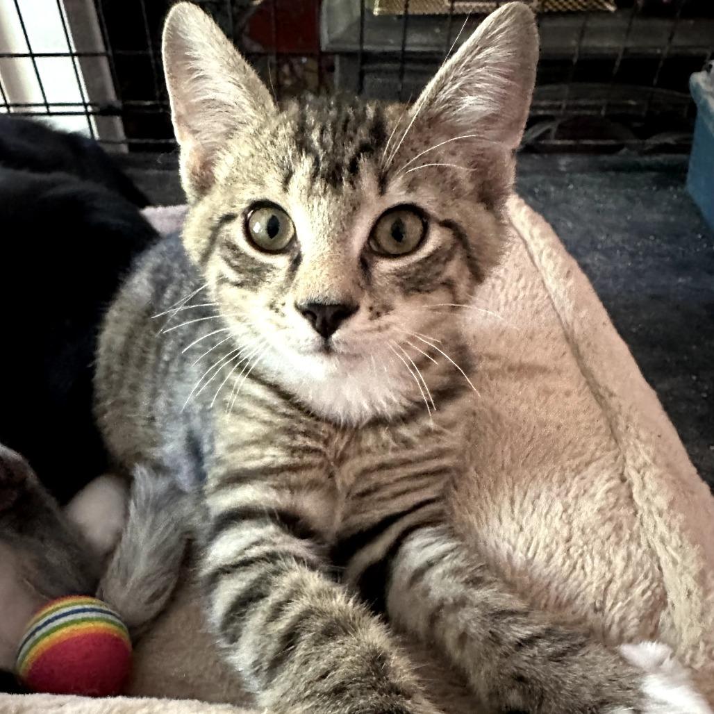 Enlarge Sam, a Adoptable Domestic Short Hair in Wind Gap, PA image 1/1