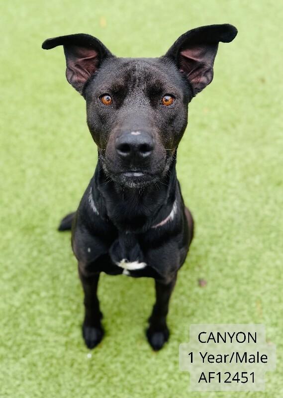Enlarge Canyon, a Adoptable mixed breed in Supply, NC image 2/2
