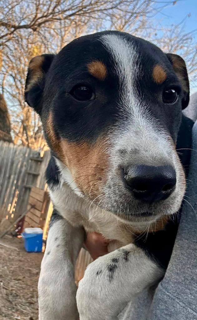 Cupid, Adoptable, Puppy Male Australian Shepherd.