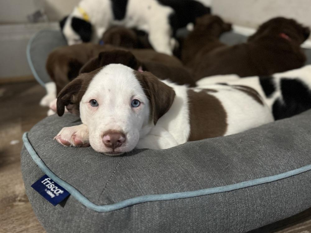 Louie, ADOPTABLE, Puppy Male Collie.