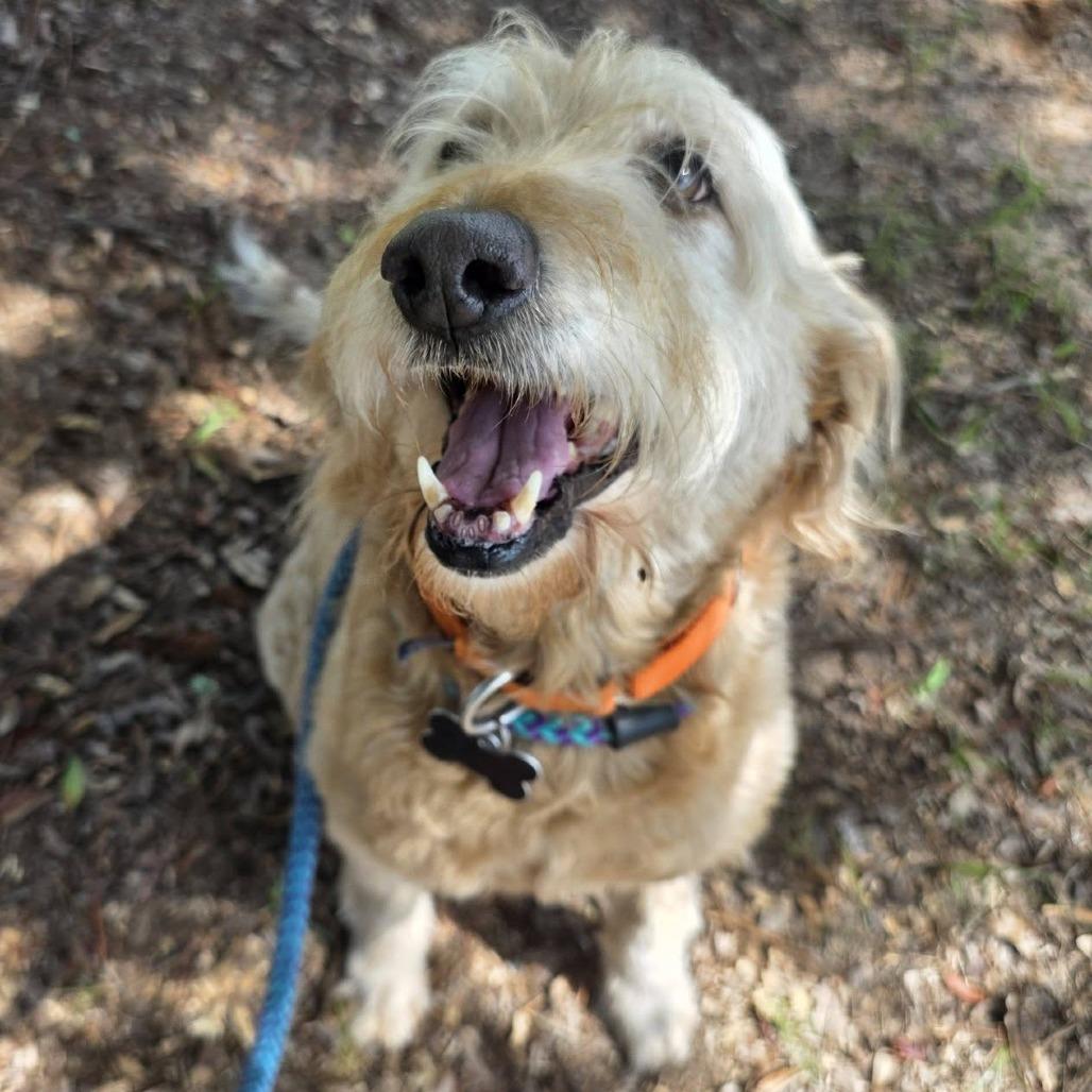 Mystery, Adoptable, Adult Female Standard Poodle & Golden Retriever.