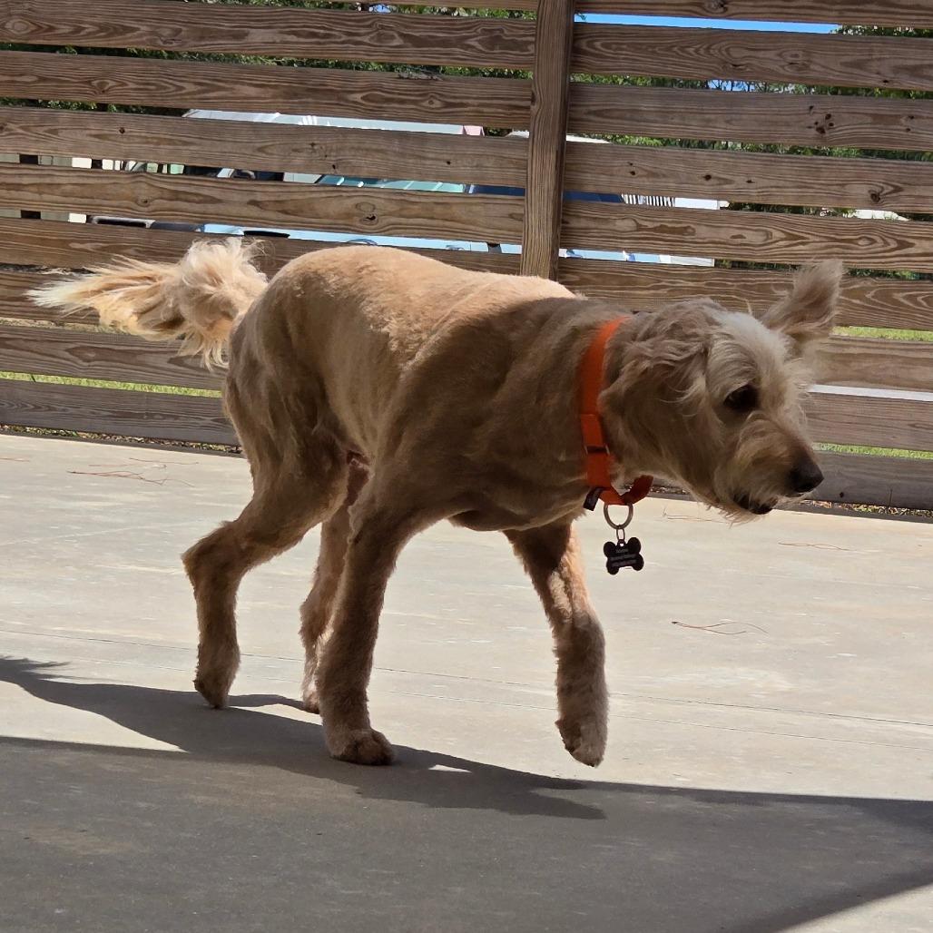 Enlarge Mystery, a Adoptable mixed breed in Freeport, FL image 2/6