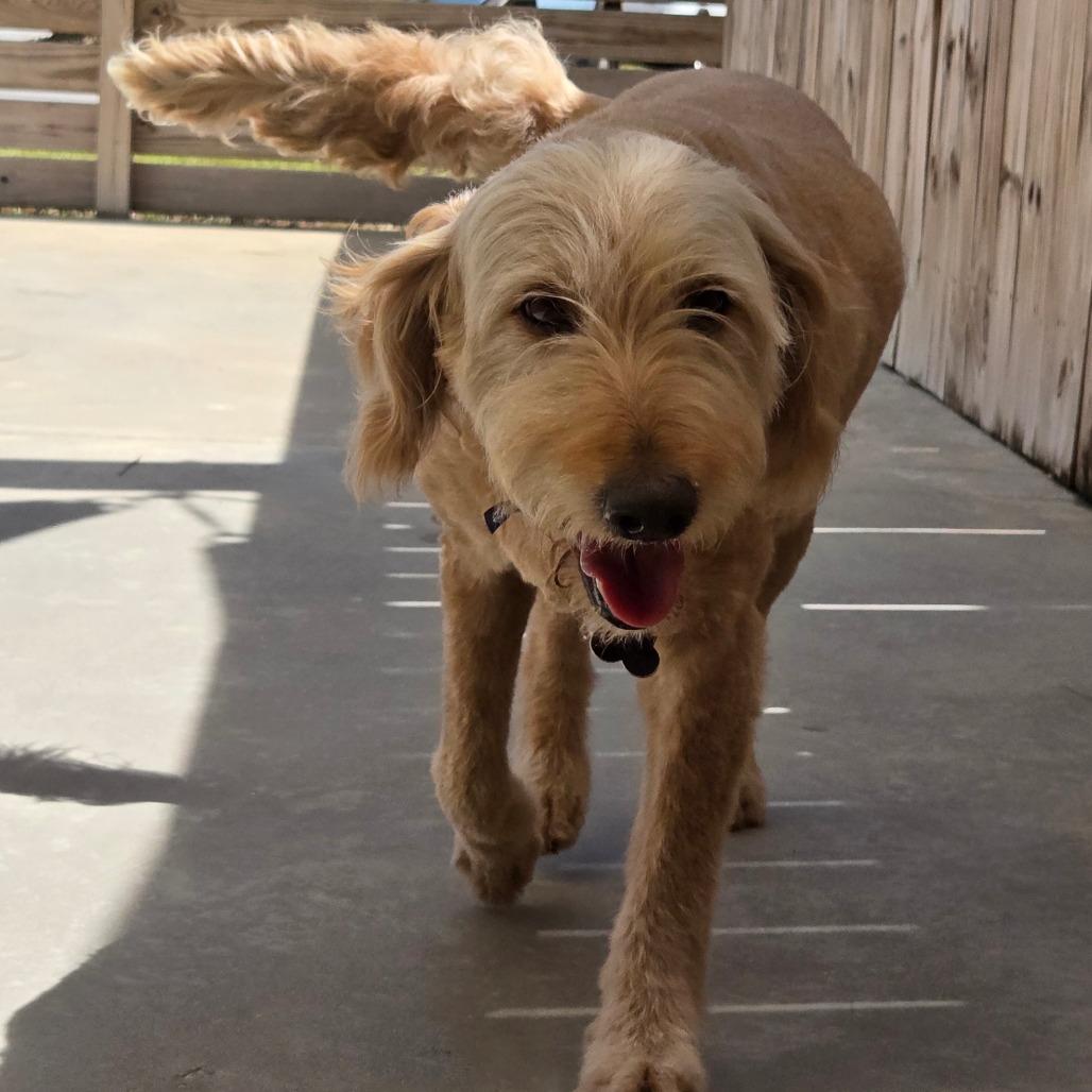 Enlarge Mystery, a Adoptable mixed breed in Freeport, FL image 3/6
