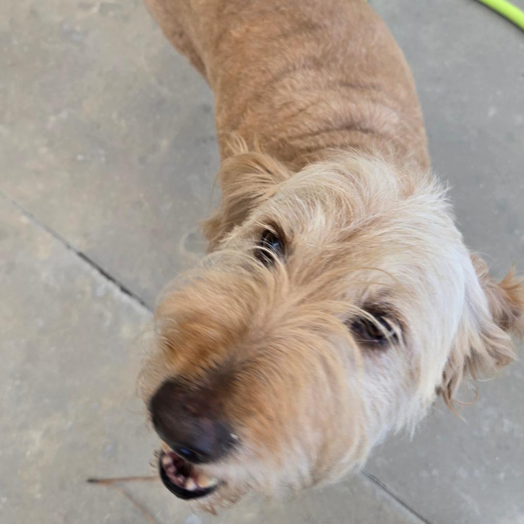Enlarge Mystery, a Adoptable mixed breed in Freeport, FL image 4/6