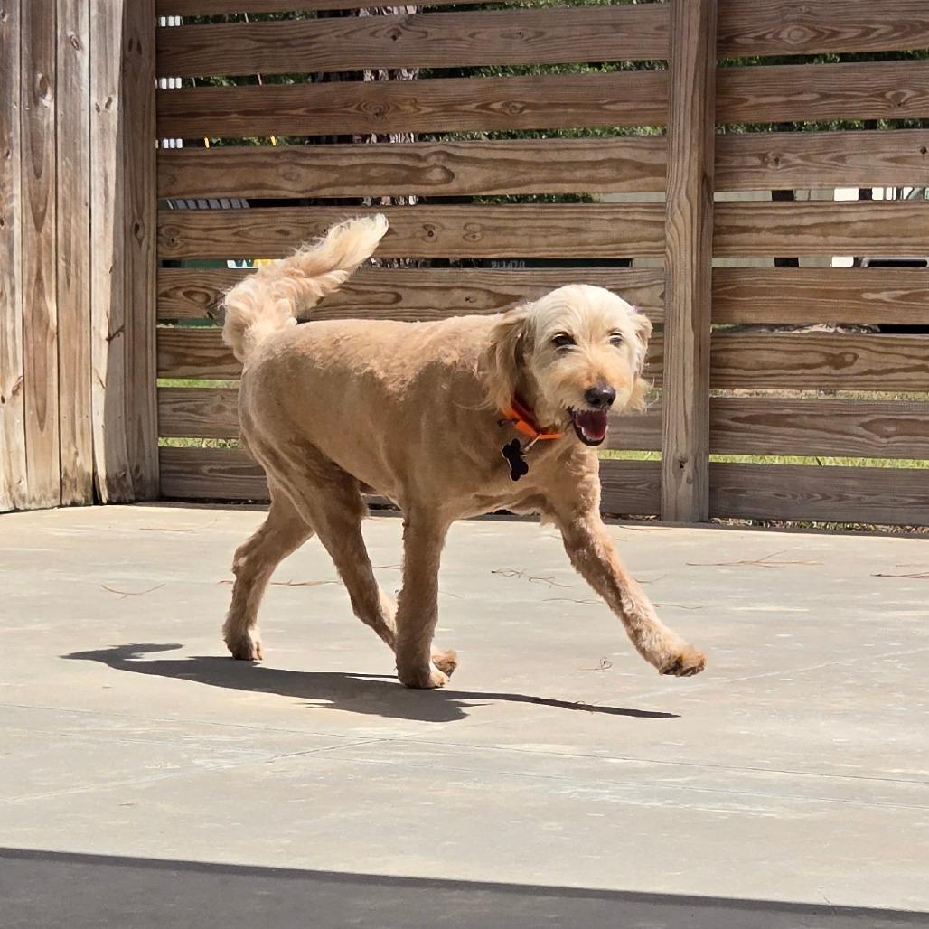 Enlarge Mystery, a Adoptable mixed breed in Freeport, FL image 5/6