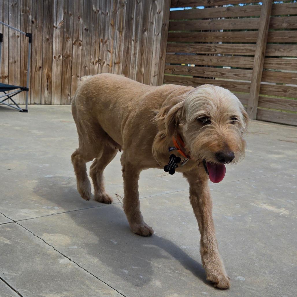 Enlarge Mystery, a Adoptable mixed breed in Freeport, FL image 6/6
