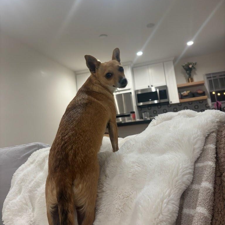 Enlarge Margarita, a Adoptable Chihuahua in San Diego, CA image 4/6