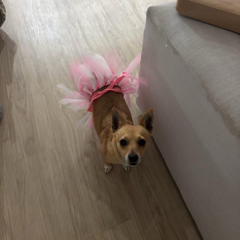Enlarge Margarita, a Adoptable Chihuahua in San Diego, CA image 2/6