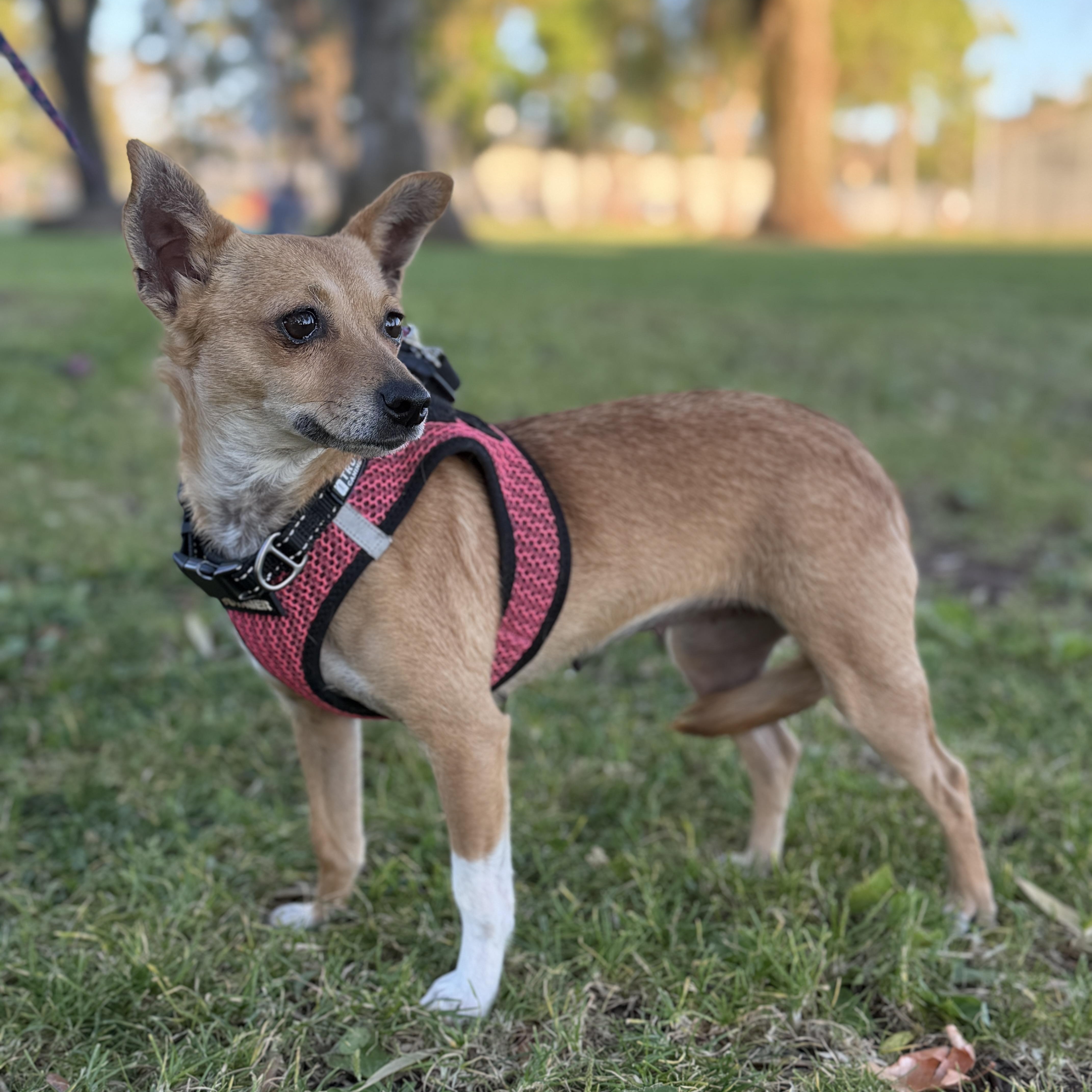 Enlarge Margarita, a Adoptable Chihuahua in San Diego, CA image 6/6