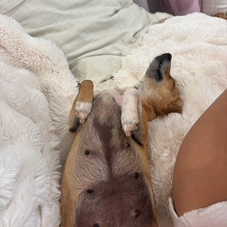 Enlarge Margarita, a Adoptable Chihuahua in San Diego, CA image 3/6