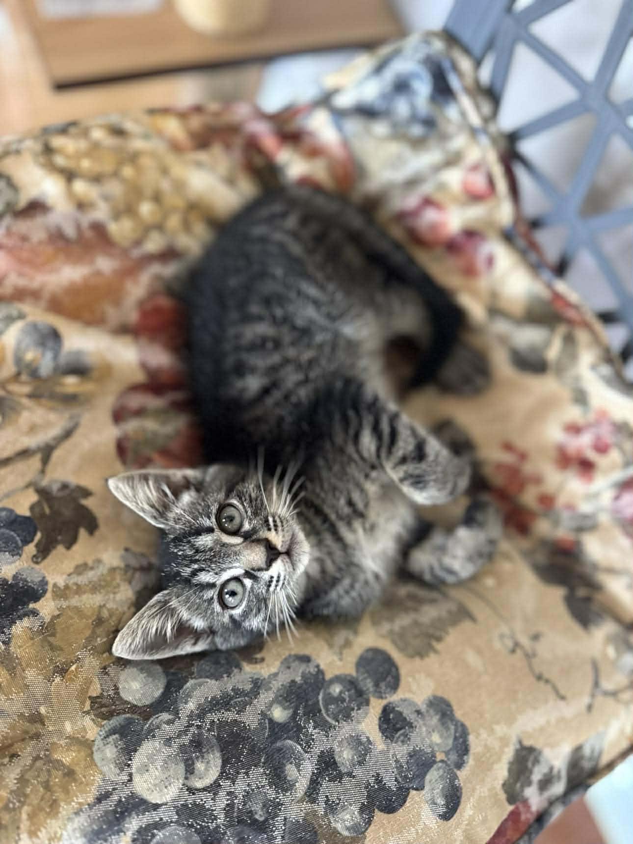 Geo, ADOPTABLE, Kitten Male Domestic Short Hair.