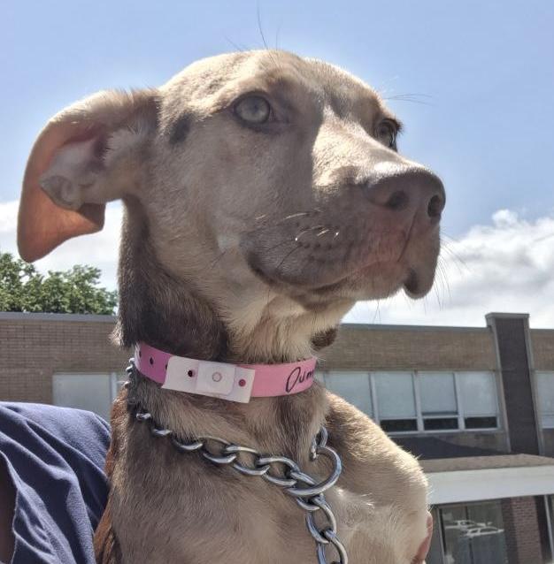 Dumpling 2, Adoptable, Puppy Female Shepherd.