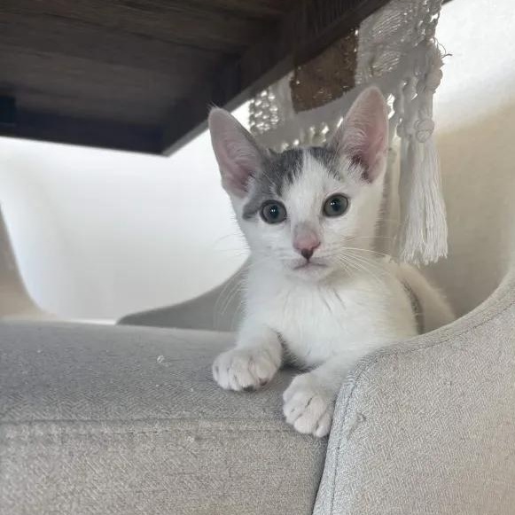 Bravo, a ADOPTABLE Domestic Short Hair in Weehawken, NJ image 3/6