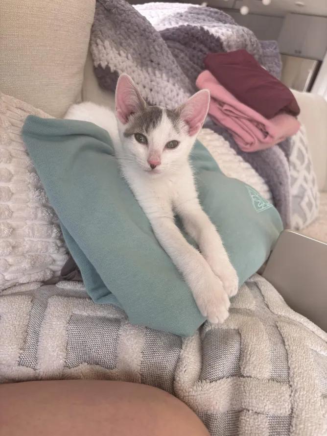 Bravo, a ADOPTABLE Domestic Short Hair in Weehawken, NJ image 5/6