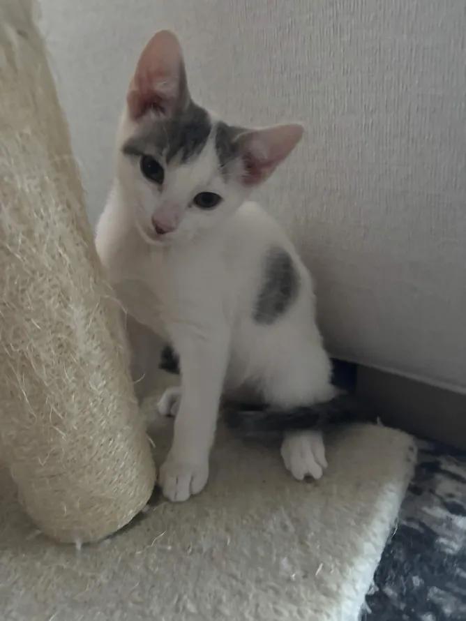 Bravo, a ADOPTABLE Domestic Short Hair in Weehawken, NJ image 6/6