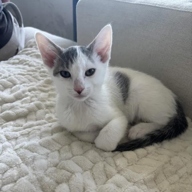 Bravo, a ADOPTABLE Domestic Short Hair in Weehawken, NJ image 2/6