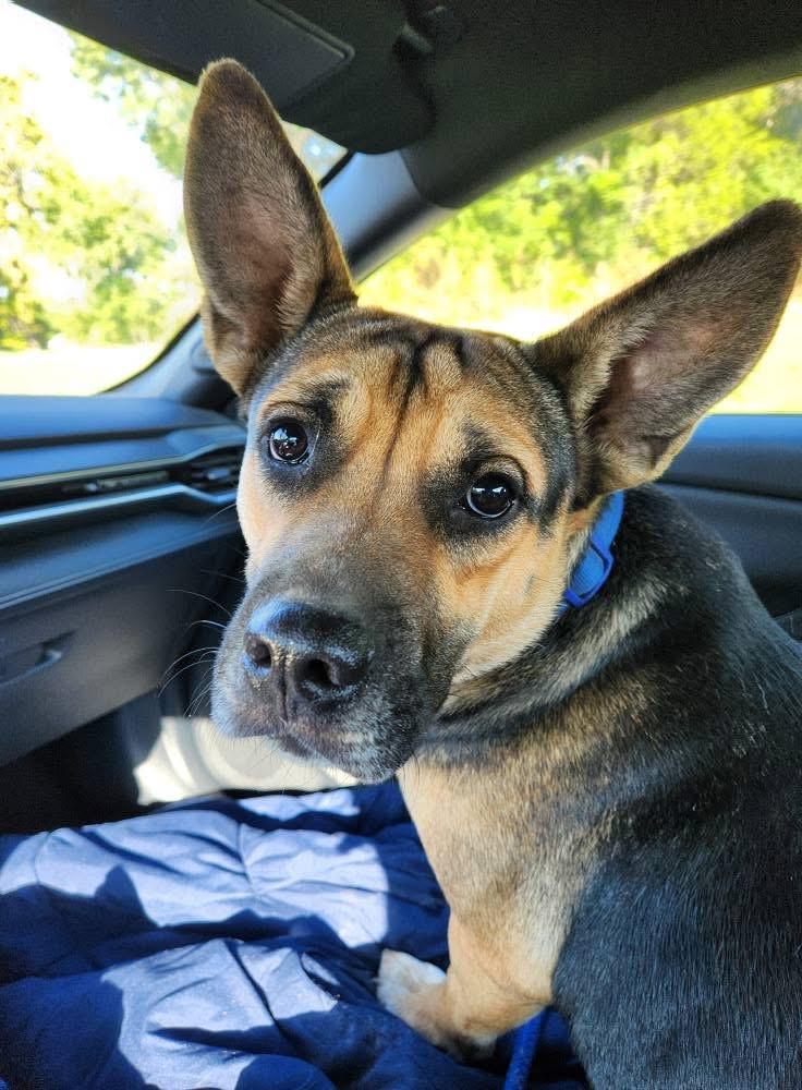 Shasta, Adoptable, Young Female German Shepherd Dog & Mixed Breed.