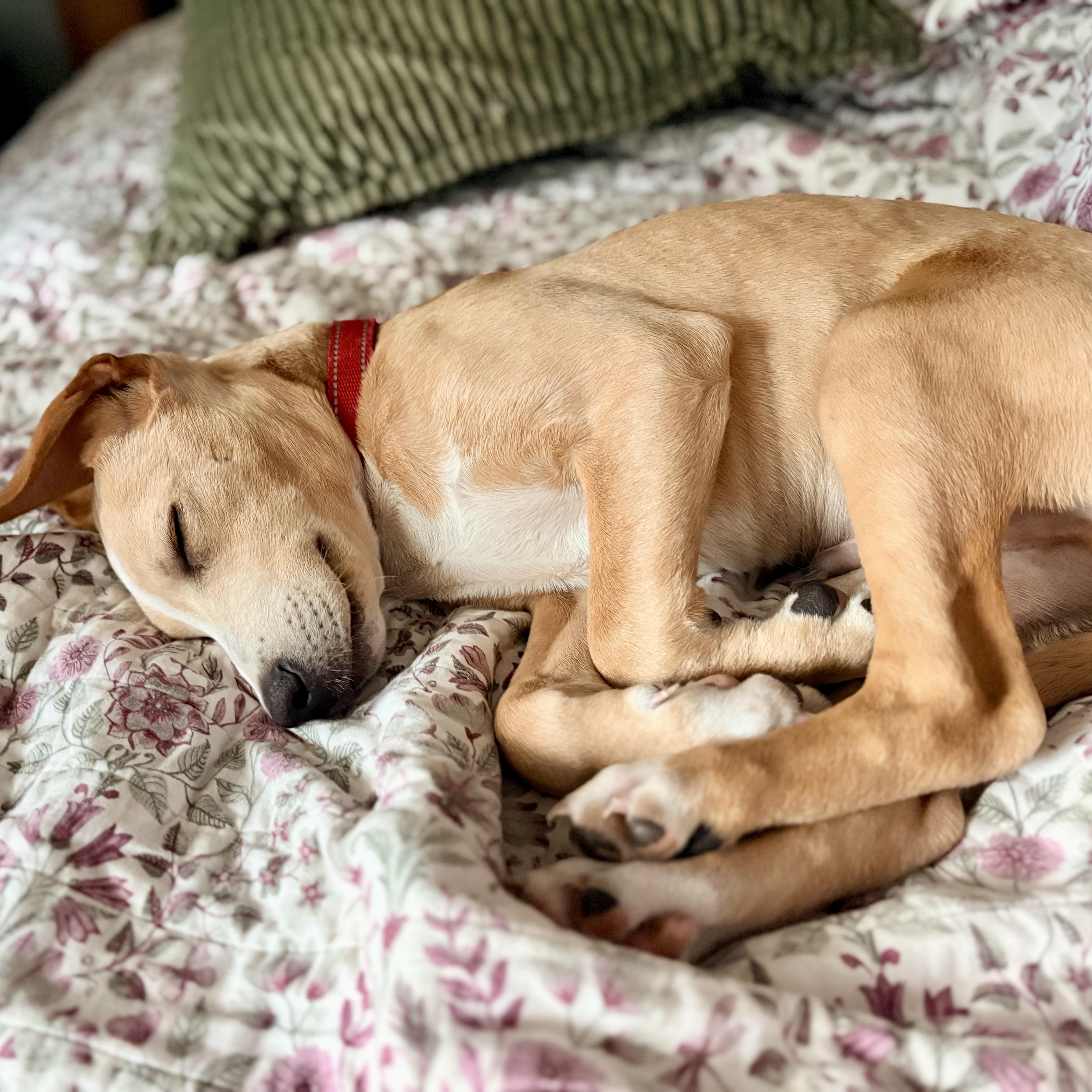 Enlarge Rufus, a ADOPTABLE mixed breed in Prior Lake, MN image 5/6