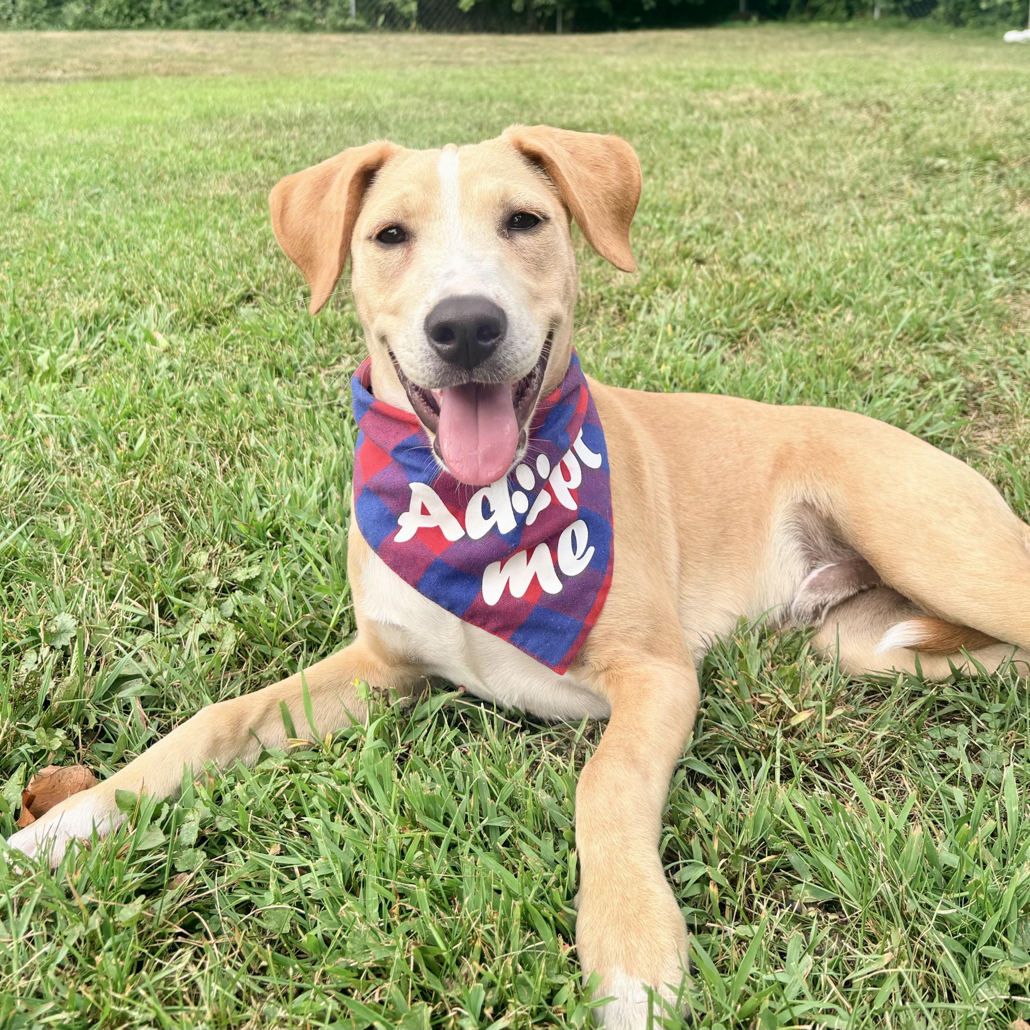Rufus, ADOPTABLE, Puppy Male Retriever.