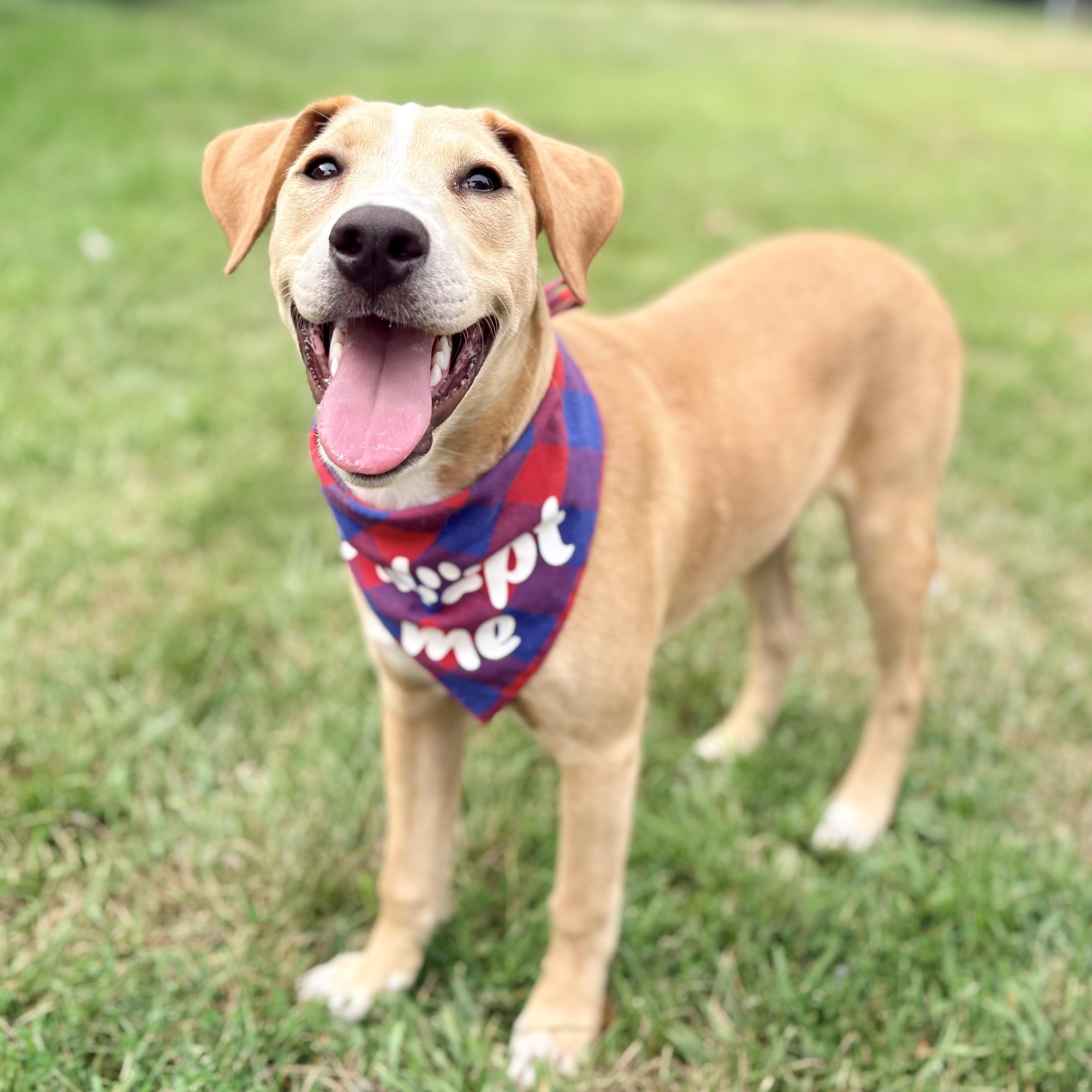 Enlarge Rufus, a ADOPTABLE mixed breed in Prior Lake, MN image 2/5