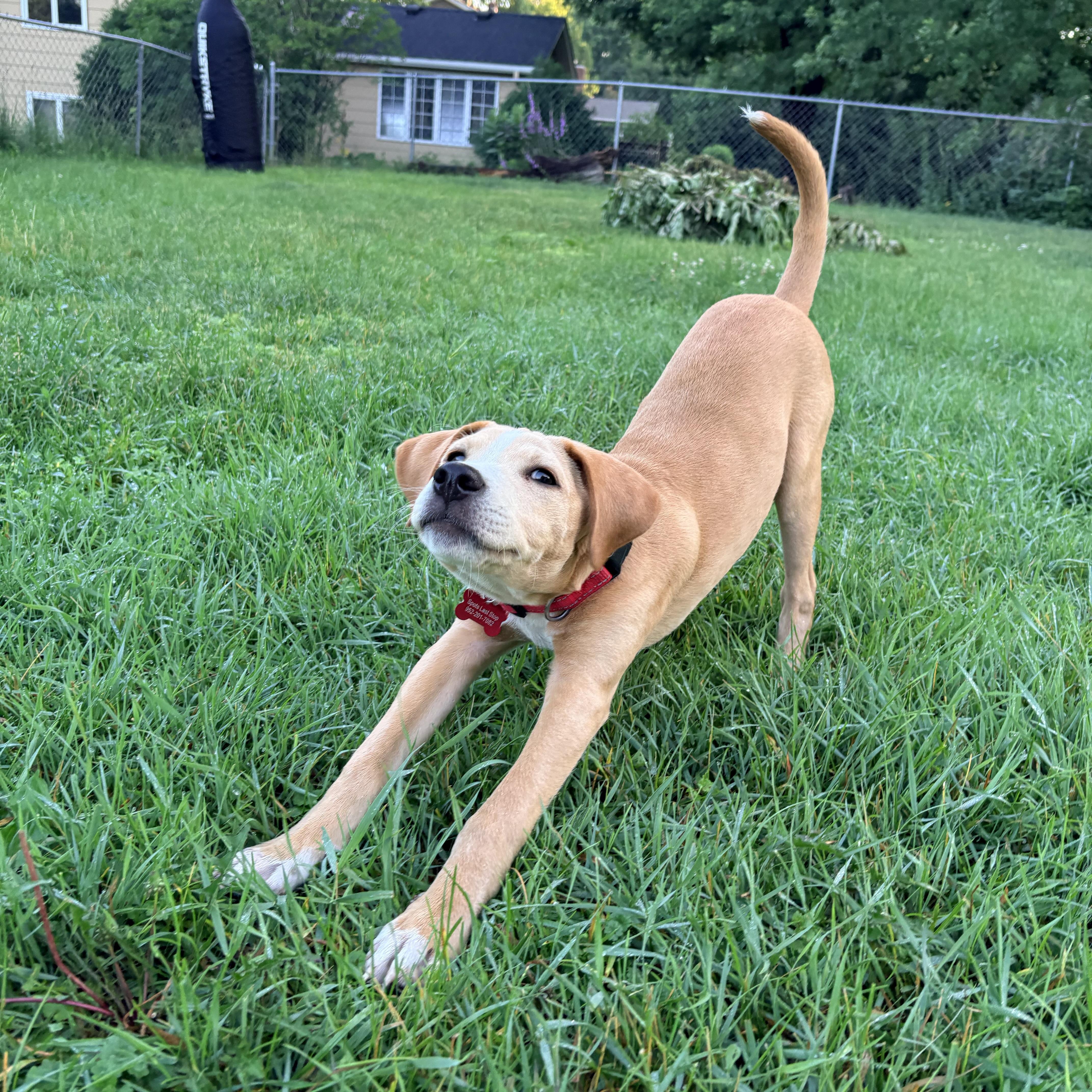 Enlarge Rufus, a ADOPTABLE mixed breed in Prior Lake, MN image 3/6