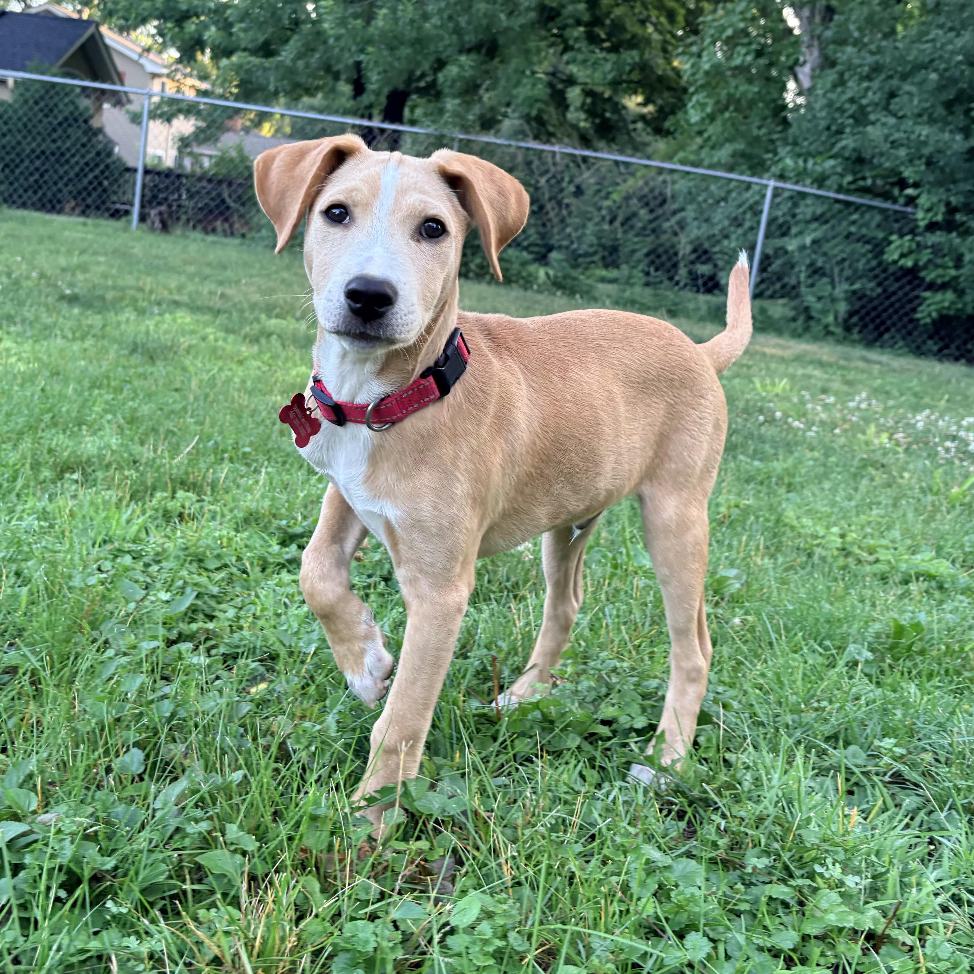 Enlarge Rufus, a ADOPTABLE mixed breed in Prior Lake, MN image 2/6