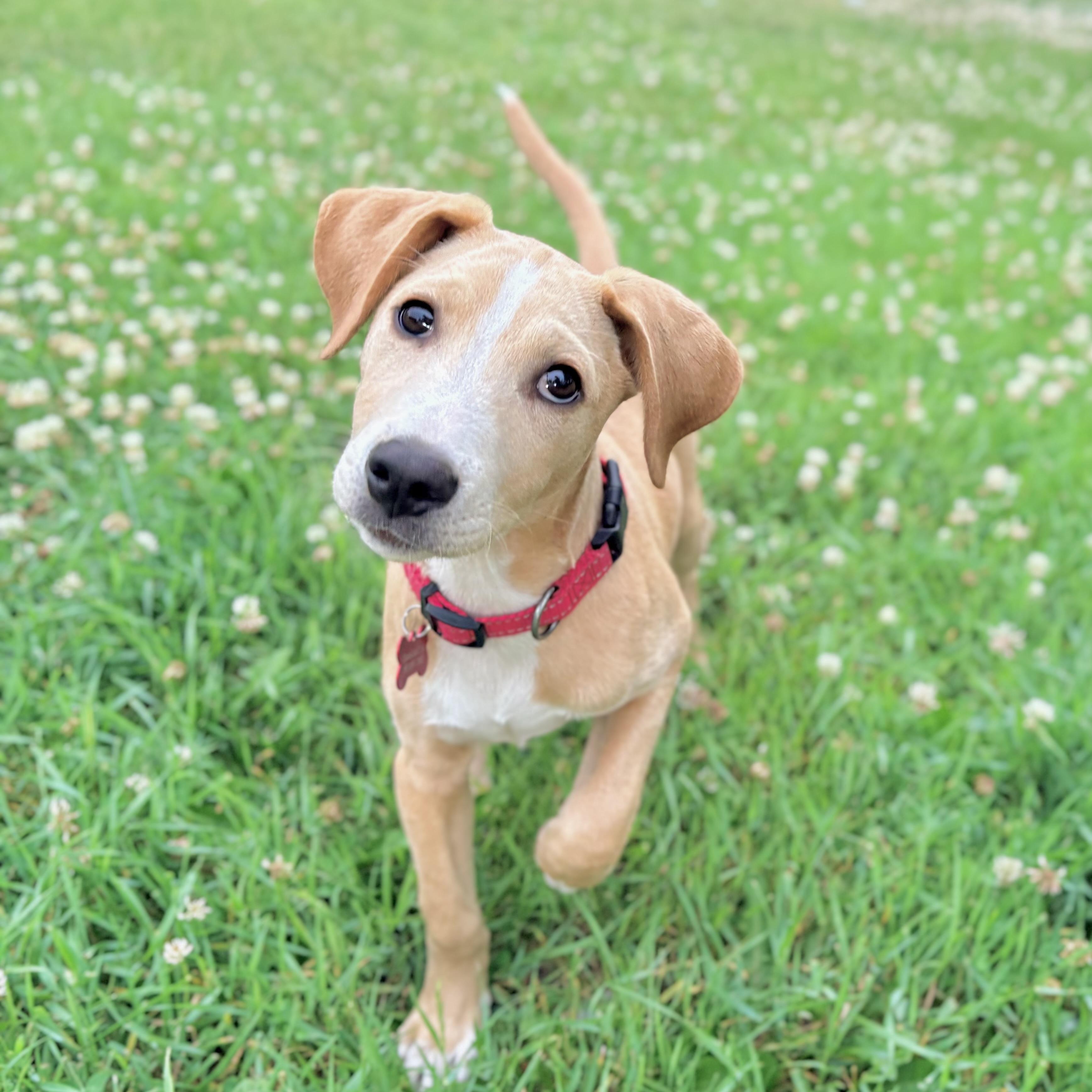 Enlarge Rufus, a ADOPTABLE mixed breed in Prior Lake, MN image 1/6