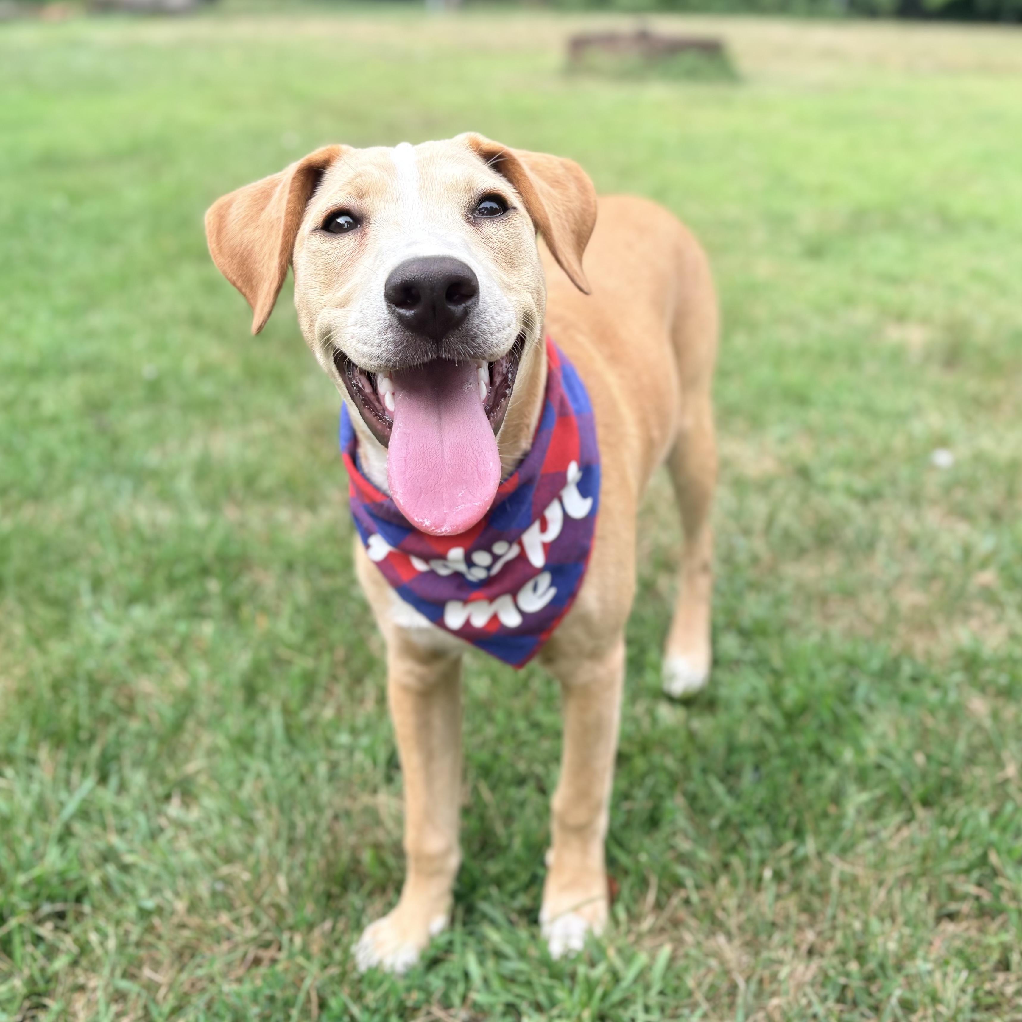 Enlarge Rufus, a ADOPTABLE mixed breed in Prior Lake, MN image 4/5