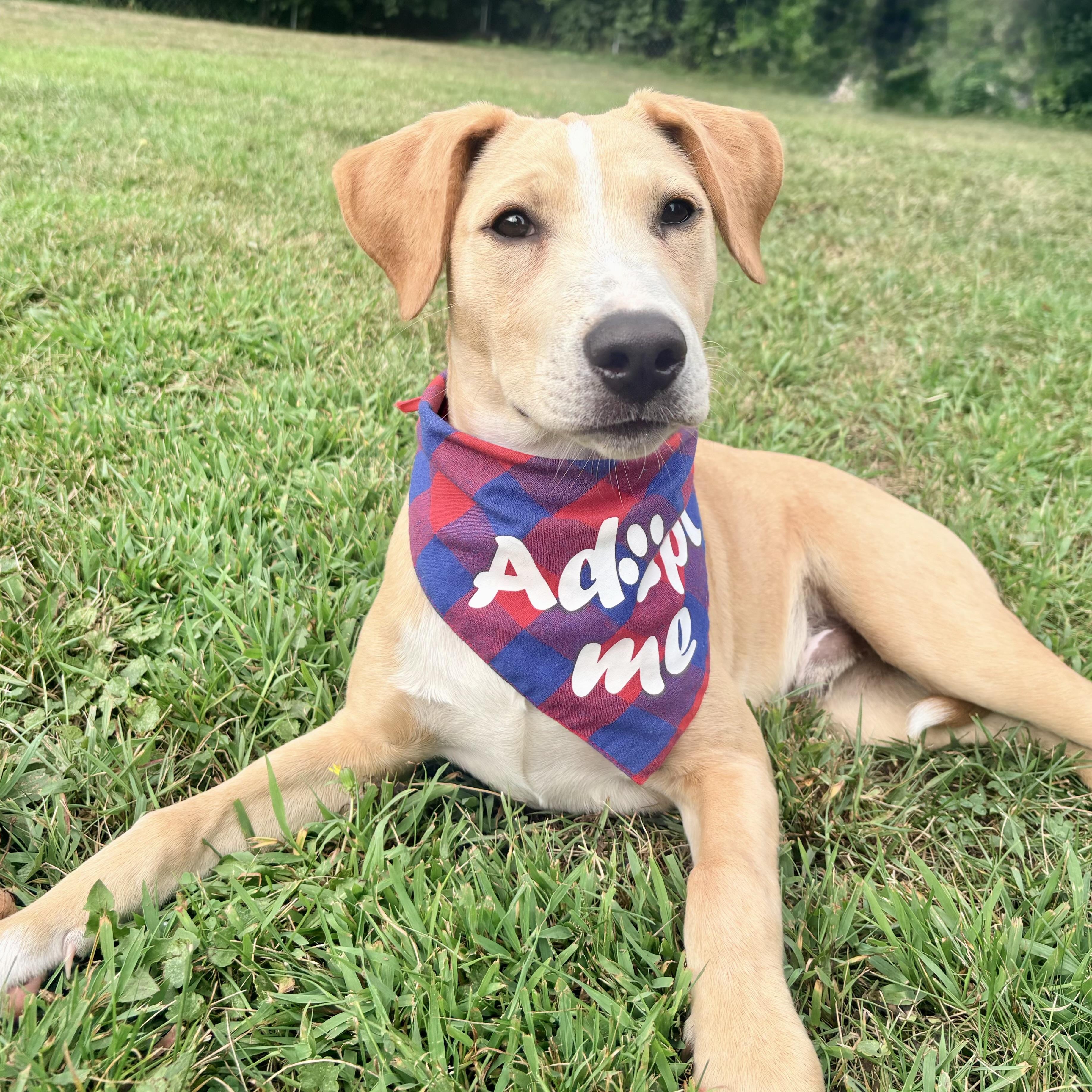 Enlarge Rufus, a ADOPTABLE mixed breed in Prior Lake, MN image 5/5