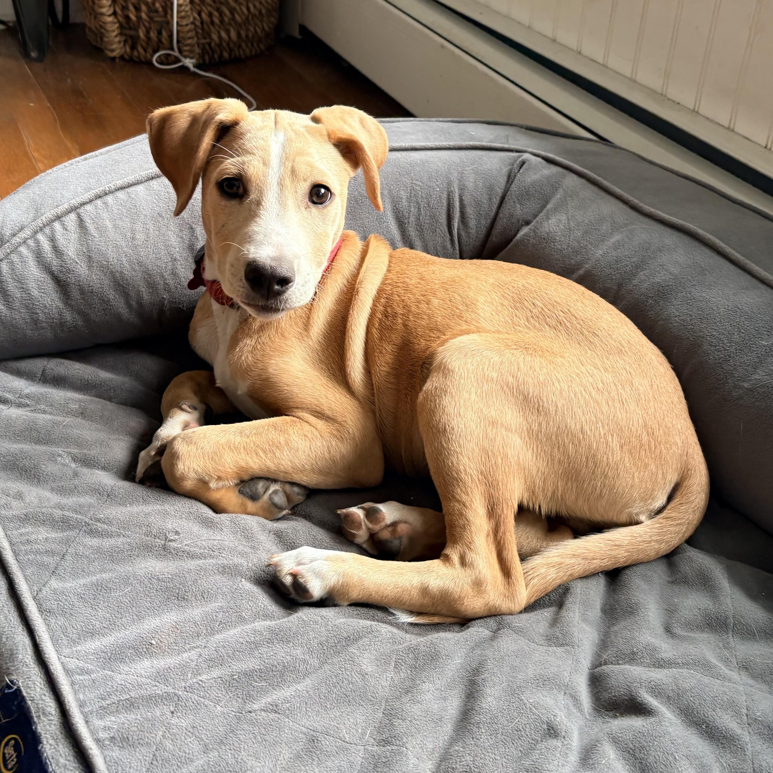 Enlarge Rufus, a ADOPTABLE mixed breed in Prior Lake, MN image 6/6