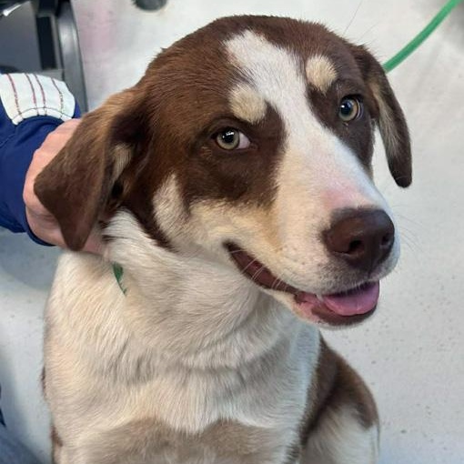 Enlarge Summer, a ADOPTABLE mixed breed in Toledo, OH image 1/1