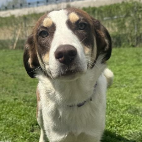 Summer, ADOPTABLE, Young Female Husky.