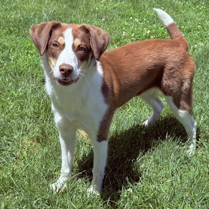 Summer, ADOPTABLE, Young Female Husky.