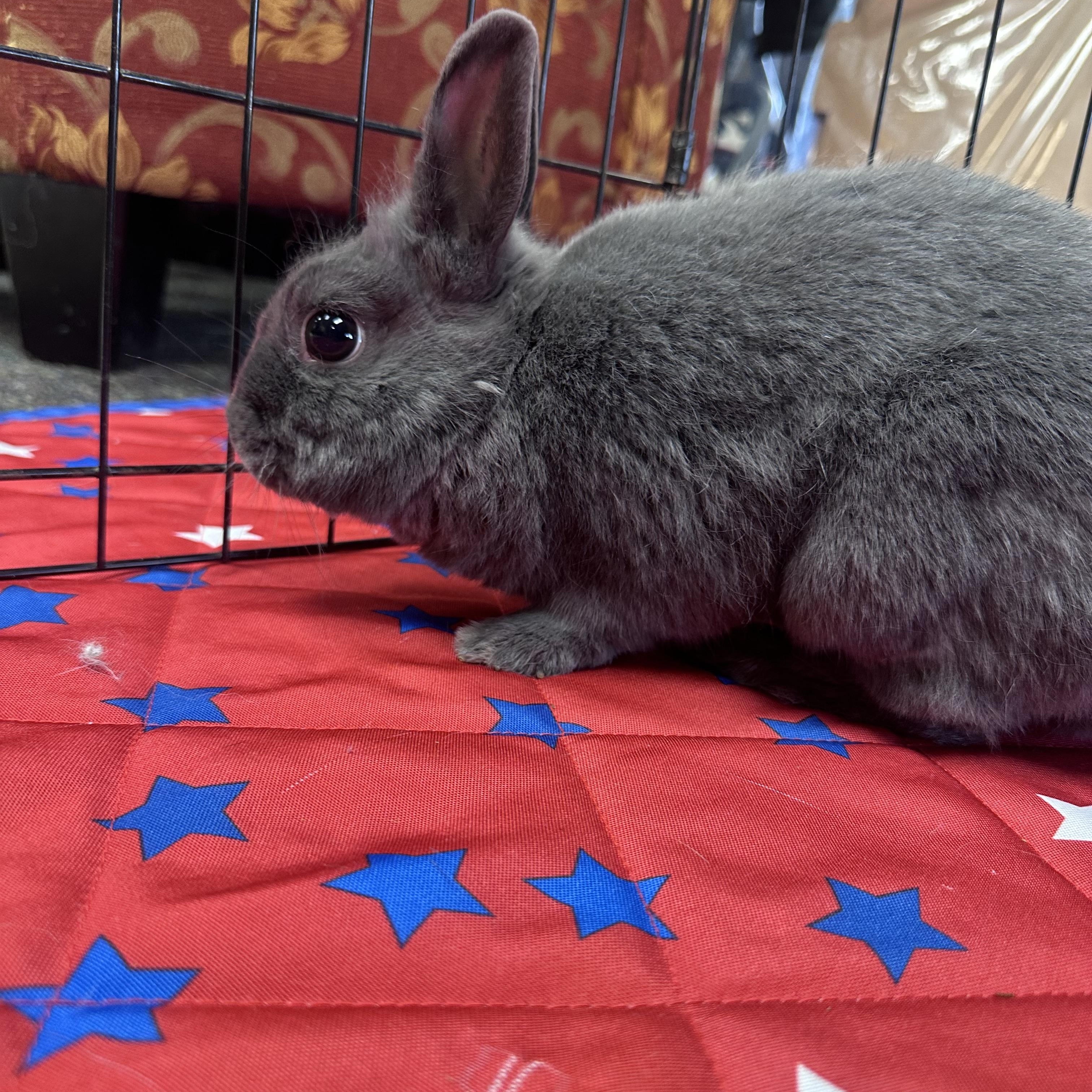 Magdalena, a ADOPTABLE Polish in Westerville, OH image 3/3