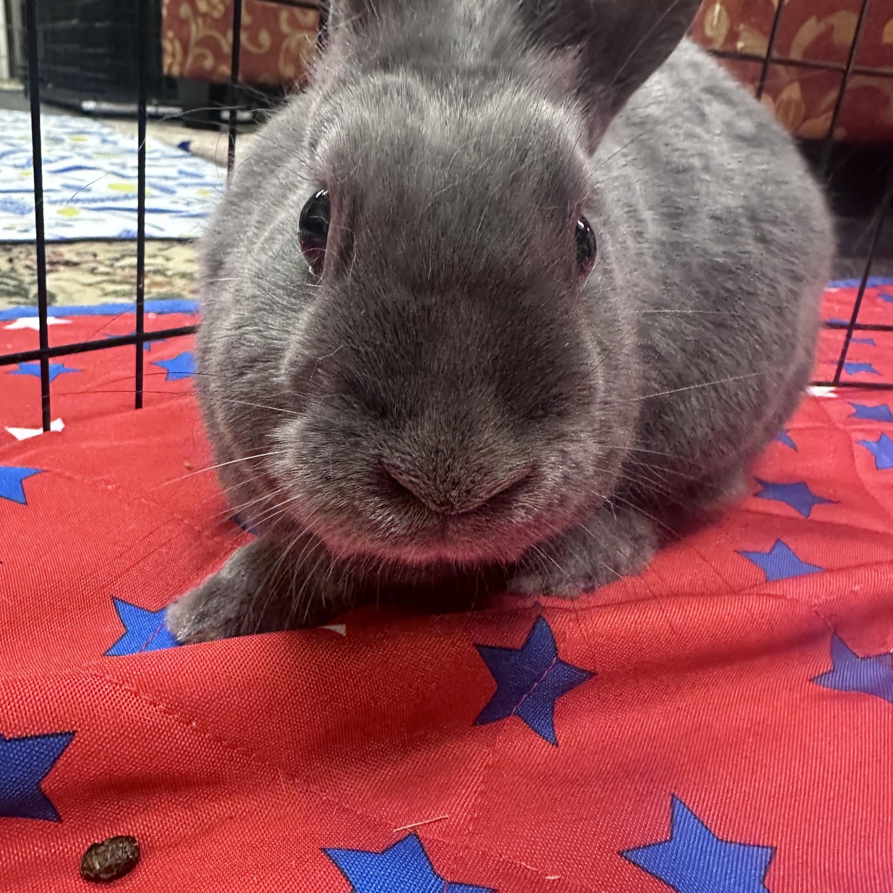 Magdalena, a ADOPTABLE Polish in Westerville, OH image 2/3