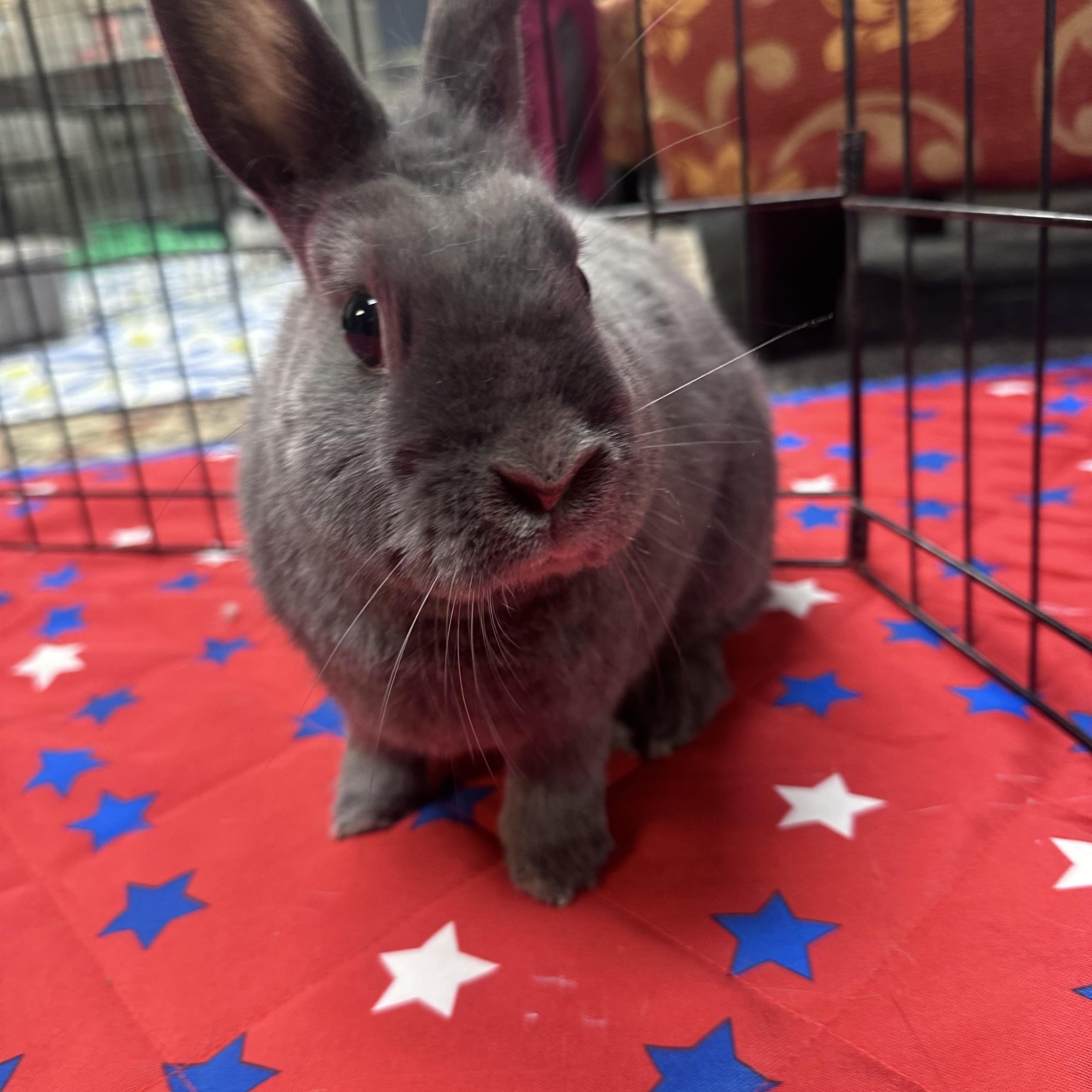 Magdalena, ADOPTABLE, Adult Female Polish.