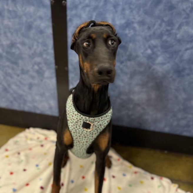 Enlarge Baylen, a Adoptable mixed breed in Antioch, CA image 5/6