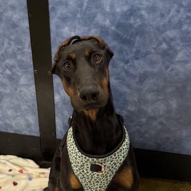Enlarge Baylen, a Adoptable mixed breed in Antioch, CA image 1/6