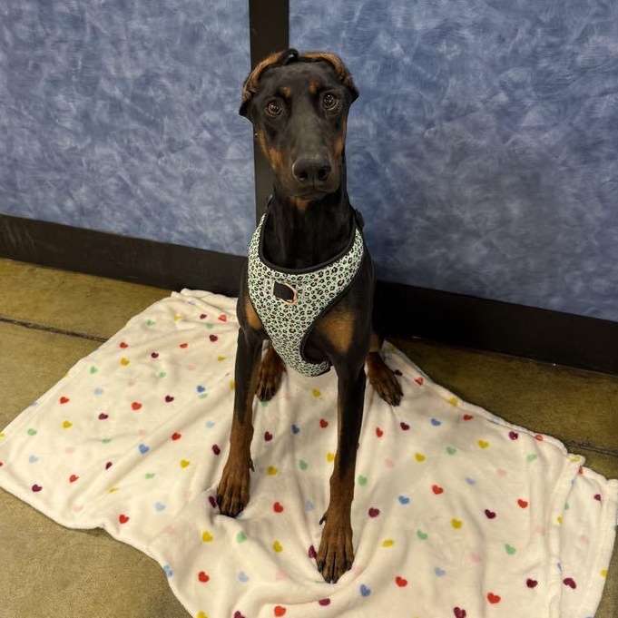 Enlarge Baylen, a Adoptable mixed breed in Antioch, CA image 4/6