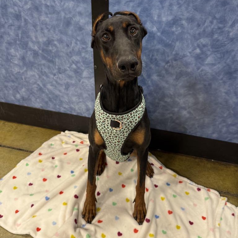Enlarge Baylen, a Adoptable mixed breed in Antioch, CA image 2/6