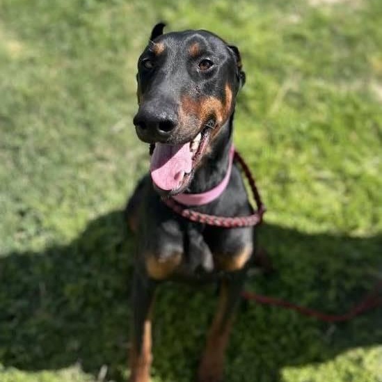 Enlarge Baylen, a Adoptable mixed breed in Antioch, CA image 3/6