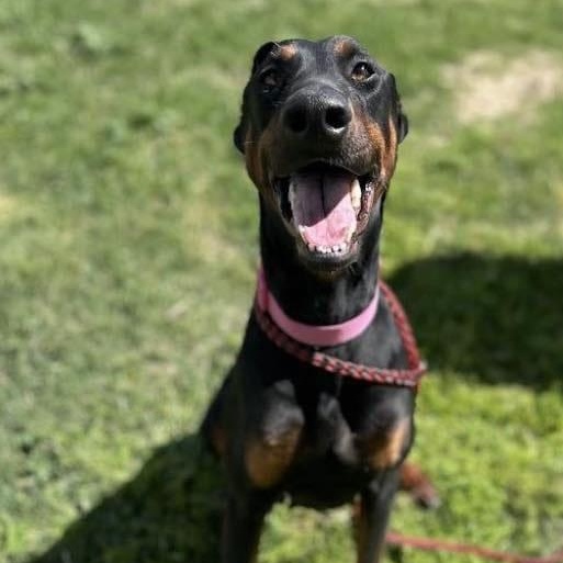 Enlarge Baylen, a Adoptable mixed breed in Antioch, CA image 6/6