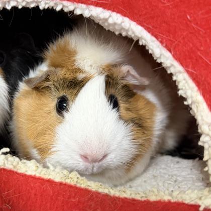 Marshmallow (bonded w/ Brownie), a Adoptable mixed breed in Voorhees, NJ image 1/3